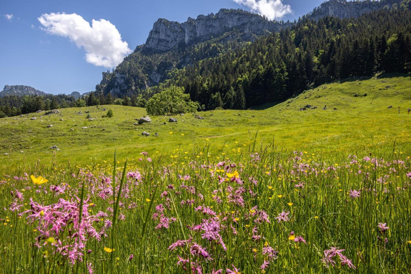 Appartamento Graublau Grassau  Esterno foto